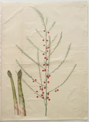 Asparagus officinalis